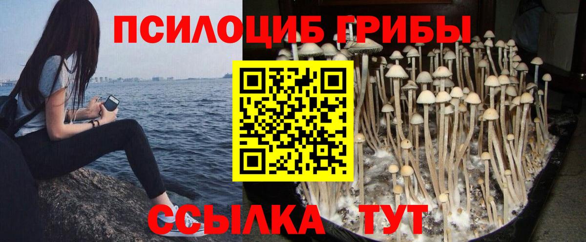 Псилоцибиновые грибы Cubensis  Вход с VPN  Боровичи 