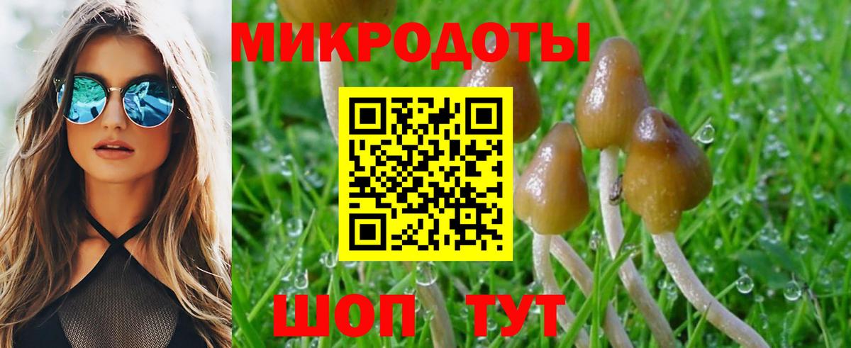 Галлюциногенные грибы Psilocybe Боровичи